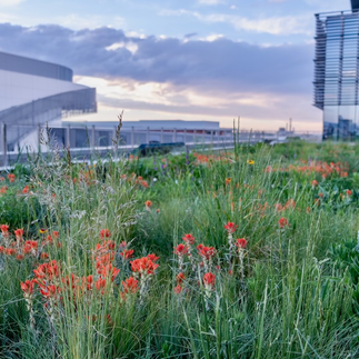 Michael's green roof research plots. Shrubs to come!