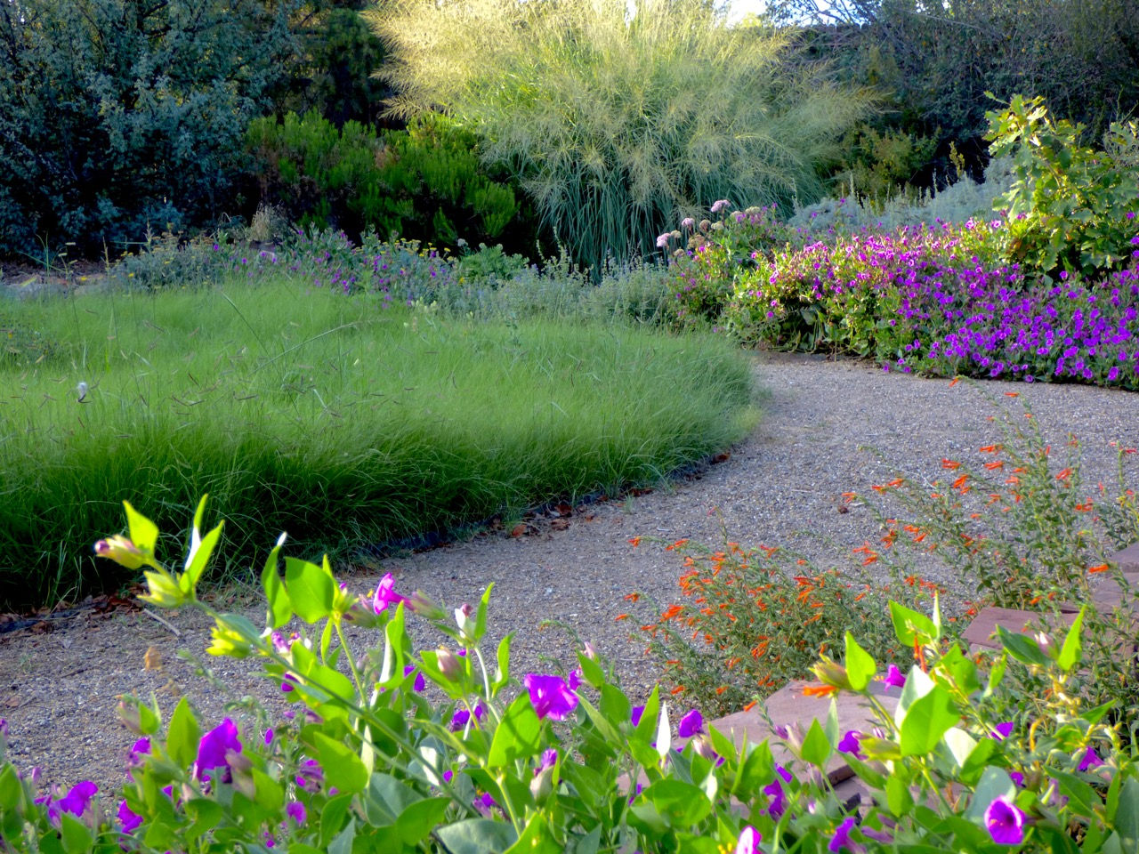 Native bouteloua Grass 'lawn'
