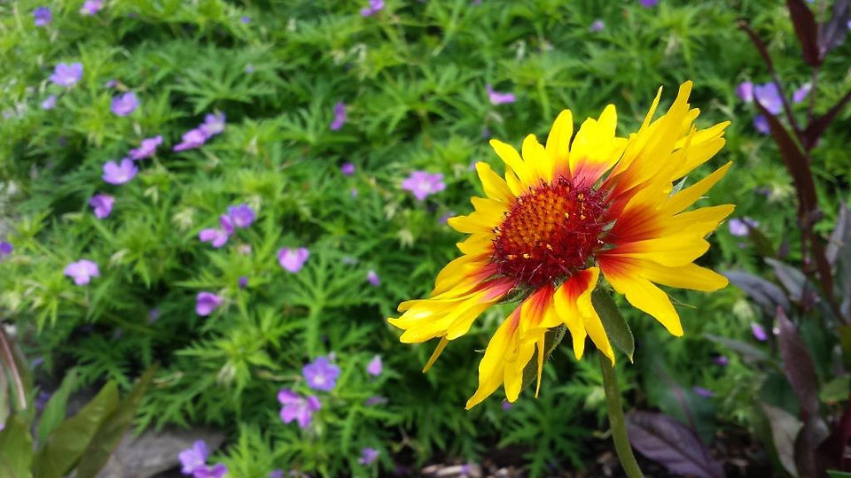 Cornell Botanic Gardens2