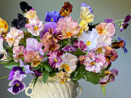 PANSIES! IT'S WHAT'S FOR SPRING! WITH BRENNA ESTRADA