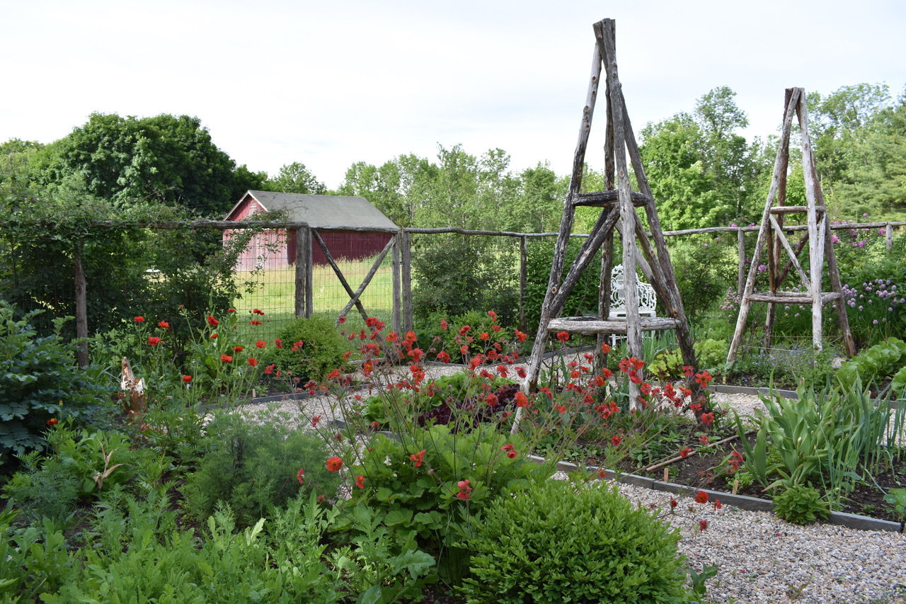 Geum in Veg Garden -  image by Page Dickey.