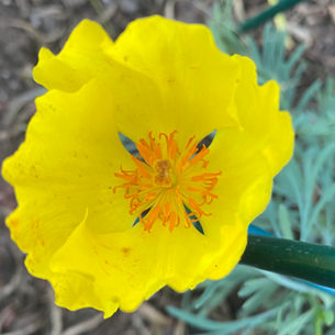 CULTIVATING PLACE NEW MOON NEWS - JUNE 2026