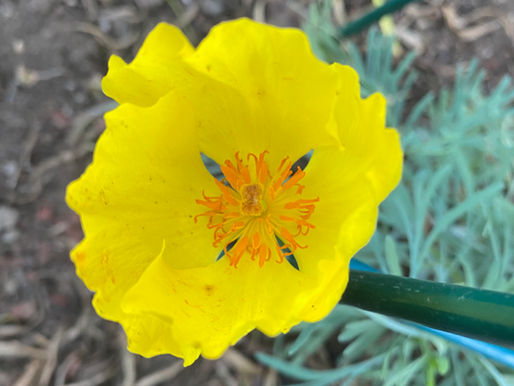 CULTIVATING PLACE NEW MOON NEWS - JUNE 2026