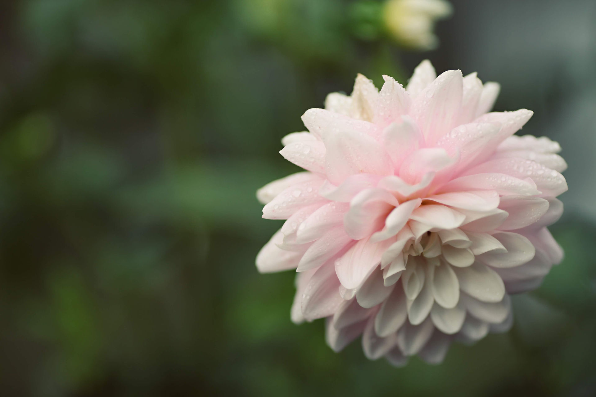 Dahlia