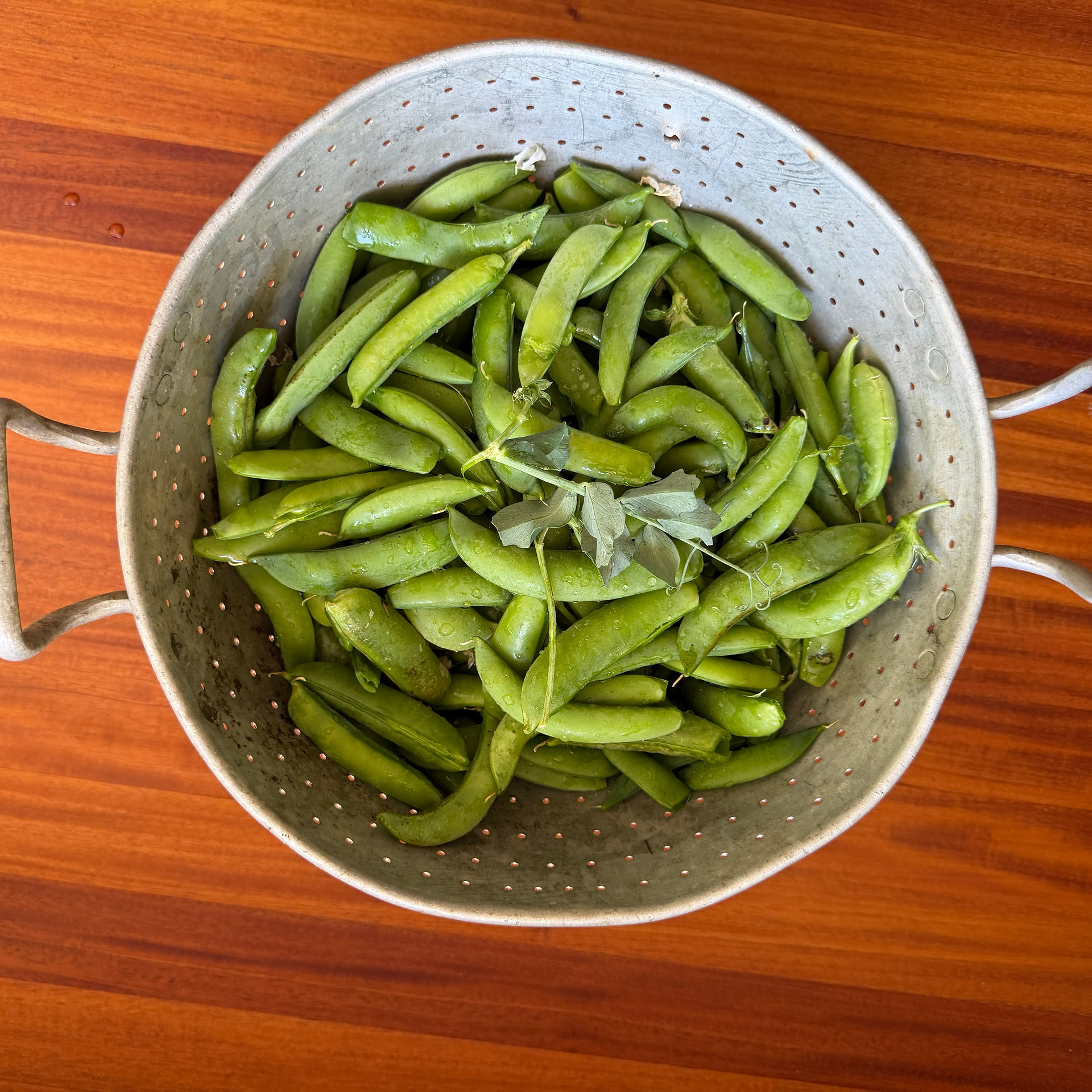 Fresh peas harvested from late winter garden, 3.15.26