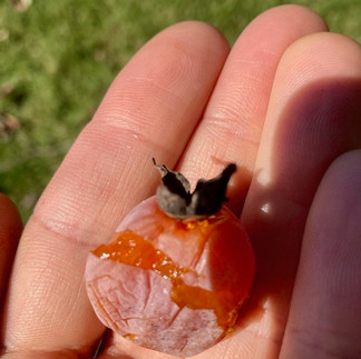 Diospyros virginiana American persimmon fruit Wild Ridge native