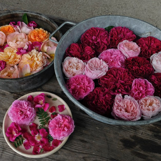 Rose Garden Treasures - displayed in the Flower Laboratory. photo by Kiichi Noro, all rights reserved.
