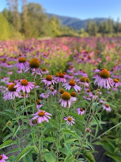 Echinacea -  all photos used courtesy of The Herb Pharm and Sayaka Lean.