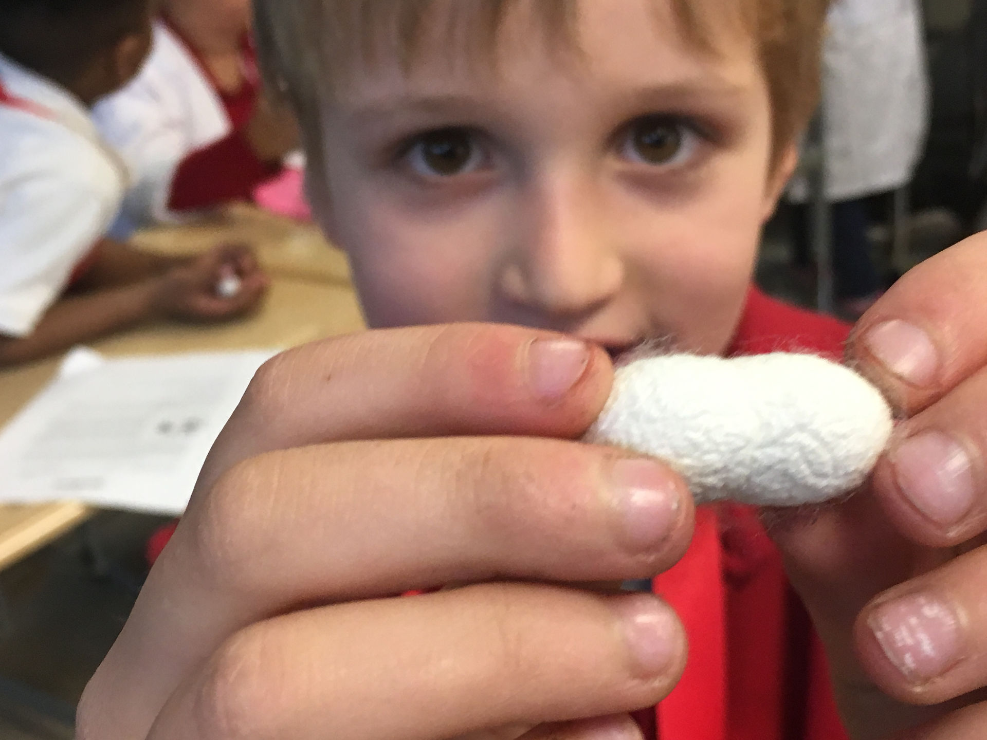 Children love Silkworms