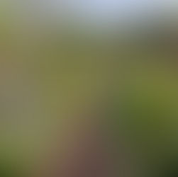 GARDENS AS SOCIAL INFASTRUCTURE, GARDENERS AS PUBLIC SERVANTS, with CHRIS FEHLHABER