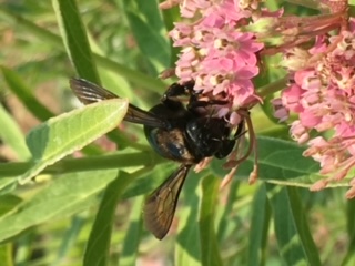 Native bee on Milkweed - all photos used courtesy of The Herb Pharm and Sayaka Lean.