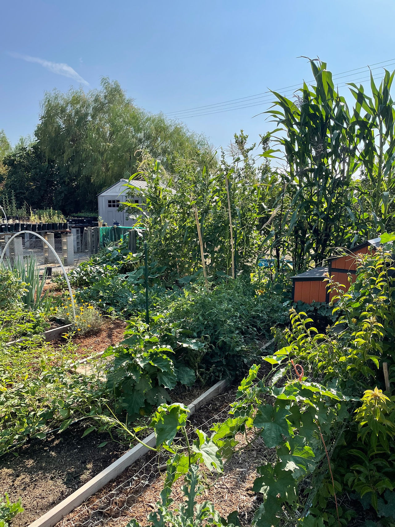 Ernesto's home vegetable garden - photo by Ernesto Alvarado, all rights reserved.