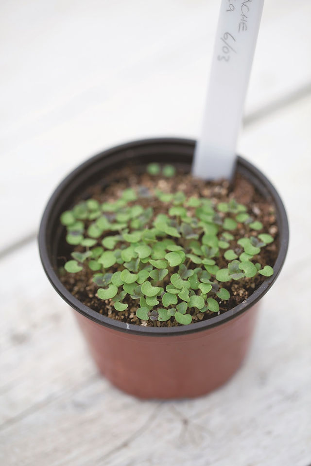 Seedling pot