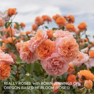 Heirloom (Roses): R. Louise Clement