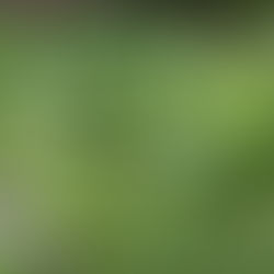 GROW LIKE WILD with REBECCA MCMACKIN