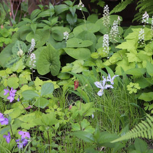 GROW LIKE WILD with REBECCA MCMACKIN