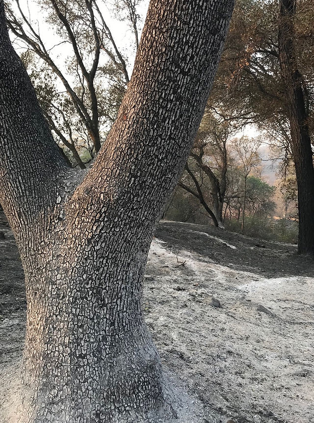 Oak forest burn