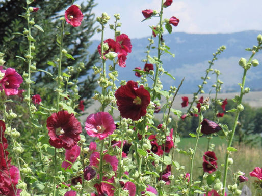 GARDENS OF THE WILD, WILD WEST - LESSONS FROM PLANTS OF THE PIONEERS, MARY ANN NEWCOMER