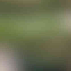 LURIE BULB DISPLAY - photo courtesy of Laura Ekasetya, All rights reserved.