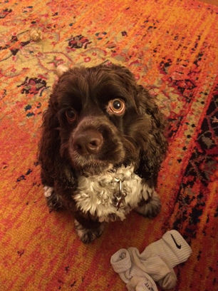 All I Want To Do Is Be With My Dog