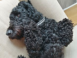 Sofa PAL Archie relaxing!