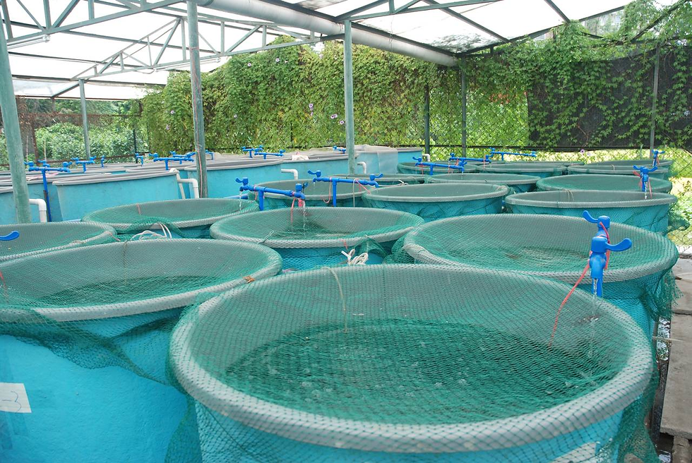 Thumbnail: Aquaculture project, Tien Giang province