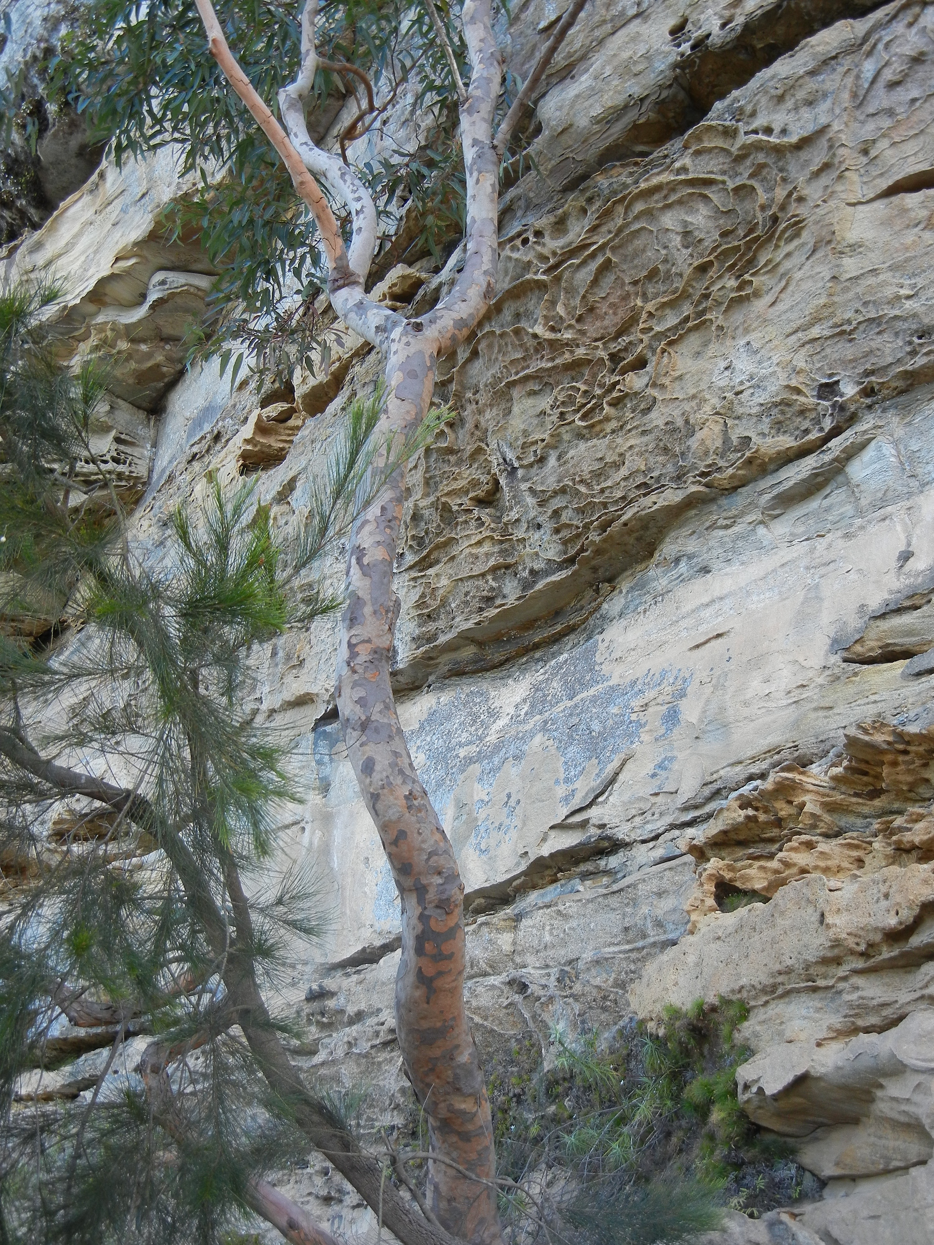 blue mountains.JPG