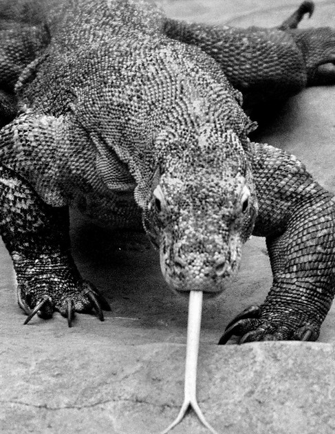 image 9 (cover image).jpg