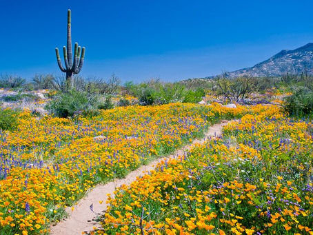 Awesome springtime in Arizona