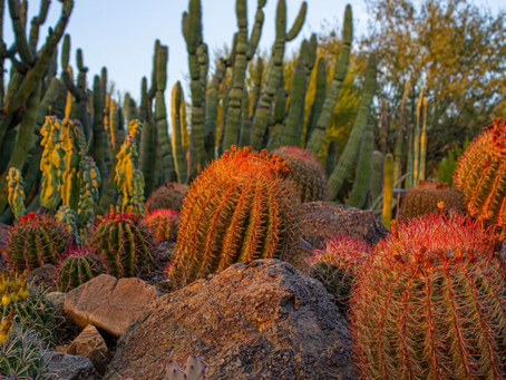 Don't Miss These 5 Arizona Summer Events