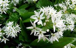 Comment utiliser l'Hydrolat d'Ail des Ours ?