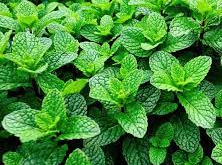 Gâteaux au Chocolat à l'Hydrolat de Menthe