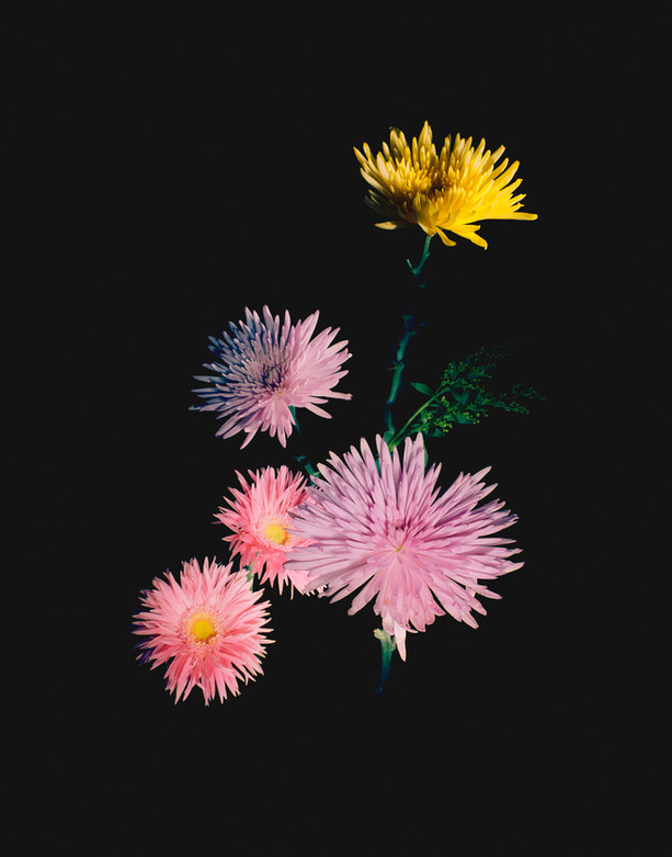 "Focs Florals" Proyecto Persona, 2019
