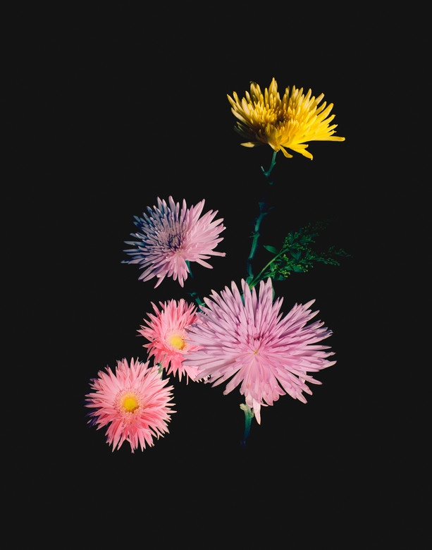 "Focs Florals" Proyecto Persona, 2019