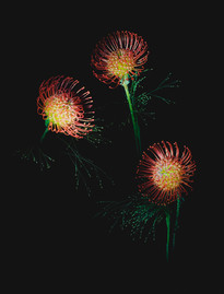 "Focs Florals" Proyecto Persona, 2019