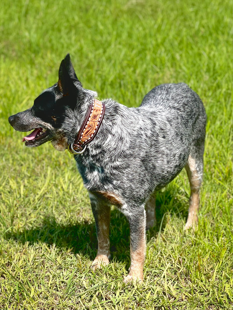 Thumbnail: Leather Dog Collar