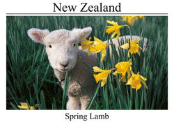 NZ Postcards Aug 12