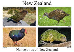 NZ Postcards Aug 12 31