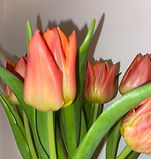IMG_2929_edited_edited.jpg