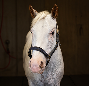 Calm, kind, and steady, Mouska is a versatile English and Western pony who helps riders build confidence and independence.
