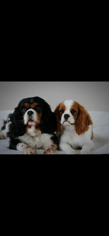 Cavalier king charles blenheim et tricolore