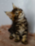 Chaton maine cooon