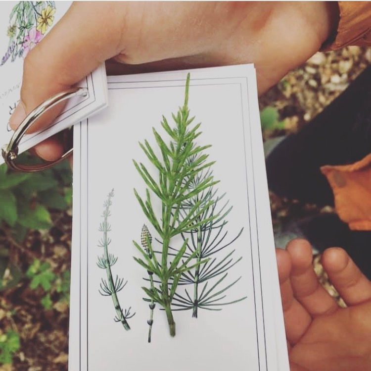 Thumbnail: Boreal Herbal Field Cards