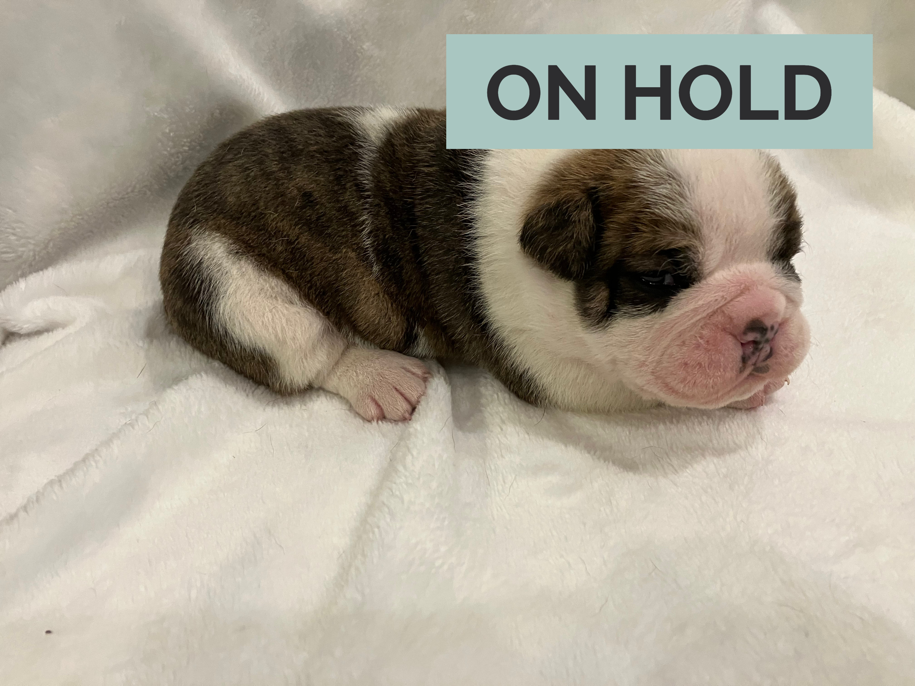 Bulldogs Ruff Day Ruff | Salsbery Bulldogs