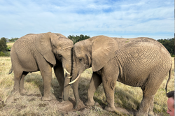 Screenshot 2023-11-01 at 9.33.11 AM