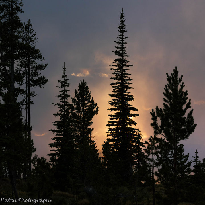 trees silouette.jpg