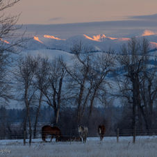 Bitterroot Valley Horses in Winter