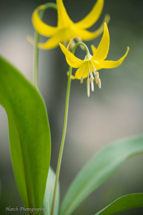 Glacier Lily Pair
