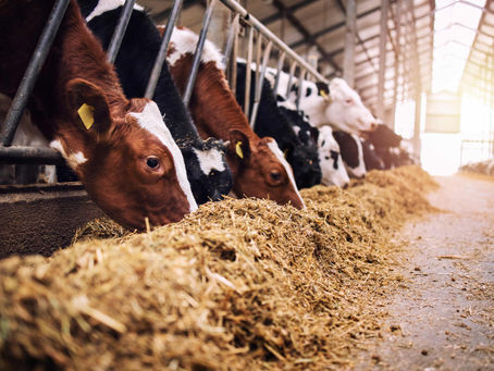 Stay Ahead of BCRS Age Limits (NI Beef Carbon Reduction Scheme)