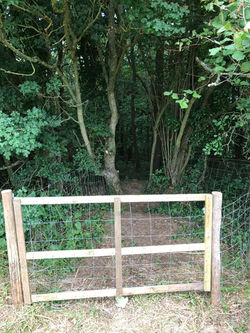 Into Whistley Coppice